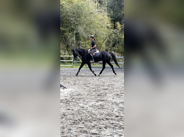 Bayerisches Warmblut Stute 15 Jahre 166 cm Rappe in Schlins