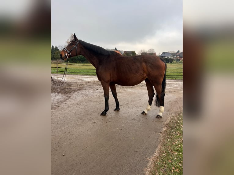 Bayerisches Warmblut Stute 15 Jahre 167 cm Brauner in Visselh&#xF6;vede