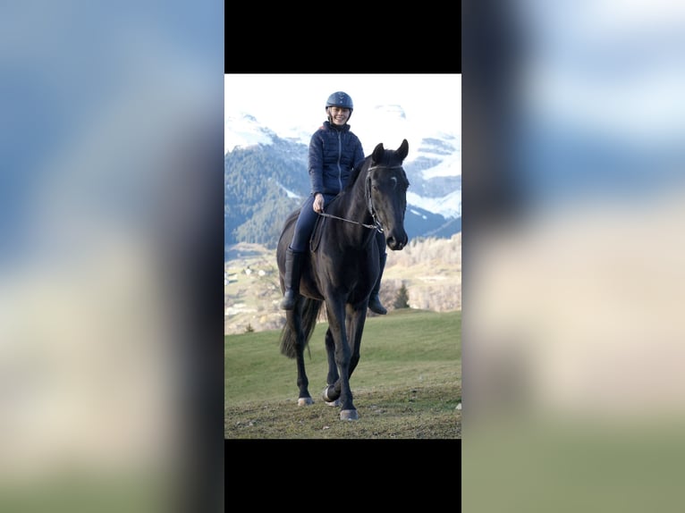 Bayerisches Warmblut Stute 15 Jahre 168 cm Rappe in Obersaxen