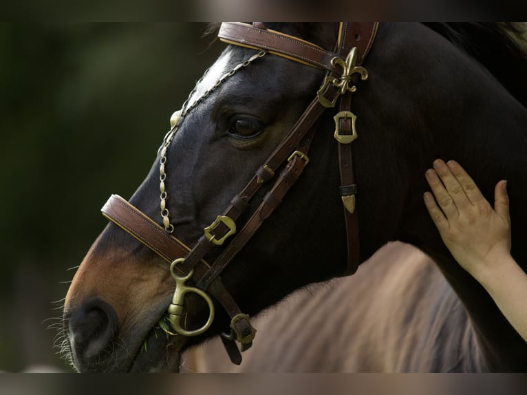 Bayerisches Warmblut Stute 15 Jahre 169 cm Brauner in Parsberg