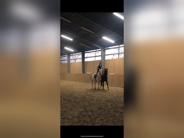 Bayerisches Warmblut Stute 15 Jahre 169 cm Brauner in Parsberg