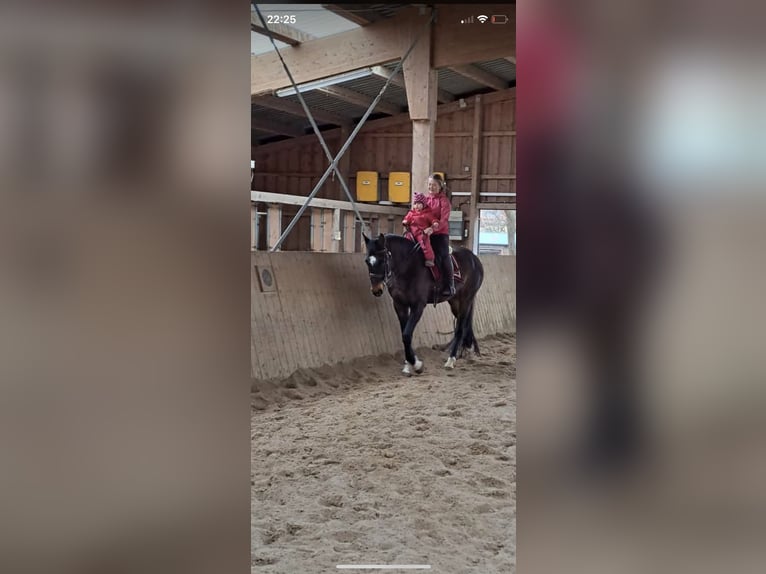 Bayerisches Warmblut Stute 15 Jahre 169 cm Brauner in Parsberg