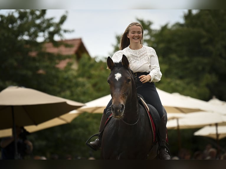 Bayerisches Warmblut Stute 15 Jahre 169 cm Brauner in Parsberg