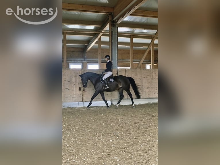 Bayerisches Warmblut Stute 15 Jahre 170 cm Dunkelbrauner in Oberstadion