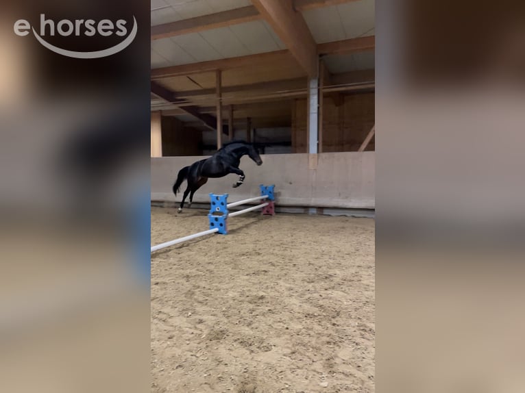 Bayerisches Warmblut Stute 15 Jahre 170 cm Dunkelbrauner in Oberstadion