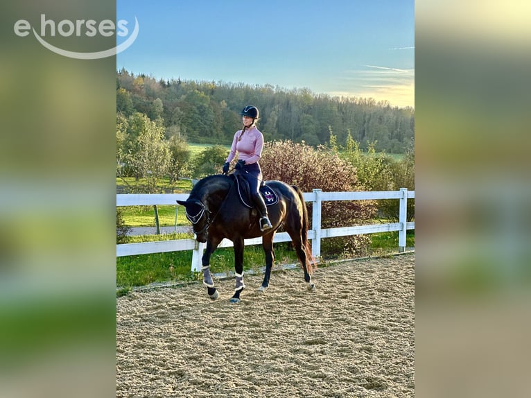 Bayerisches Warmblut Stute 15 Jahre 170 cm Dunkelbrauner in Oberstadion