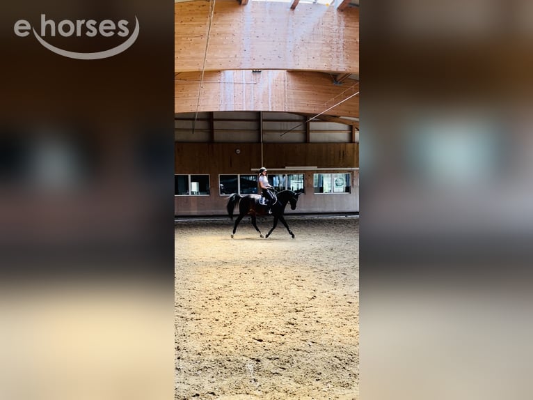 Bayerisches Warmblut Stute 15 Jahre 170 cm Dunkelbrauner in Oberstadion