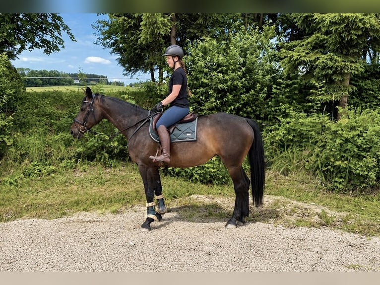 Bayerisches Warmblut Stute 15 Jahre 170 cm Dunkelbrauner in Pelmberg