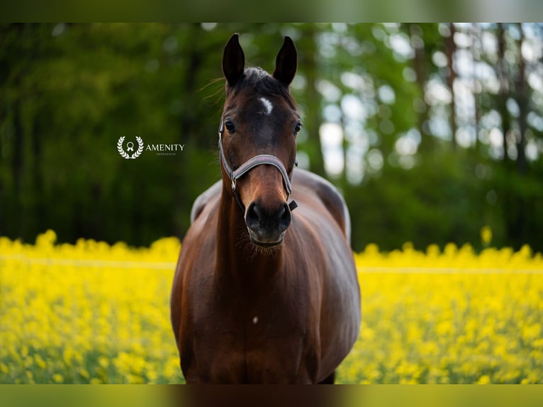 Bayerisches Warmblut Stute 15 Jahre 170 cm Dunkelbrauner in Kronach