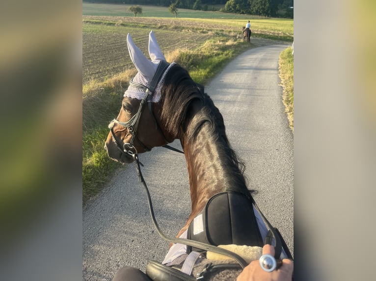 Bayerisches Warmblut Stute 15 Jahre 170 cm Dunkelbrauner in Kronach