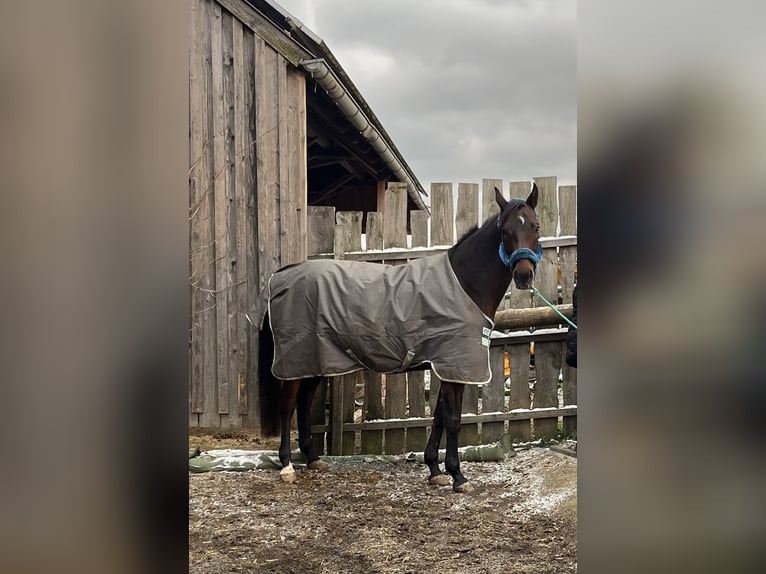 Bayerisches Warmblut Stute 15 Jahre 170 cm Dunkelbrauner in Kronach