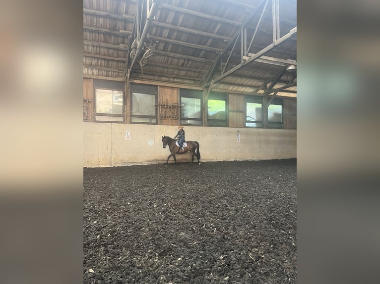 Bayerisches Warmblut Stute 15 Jahre 170 cm Dunkelbrauner in Kronach