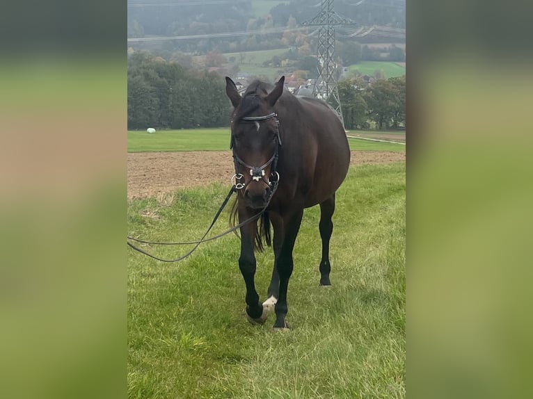 Bayerisches Warmblut Stute 15 Jahre 170 cm Dunkelbrauner in Kronach