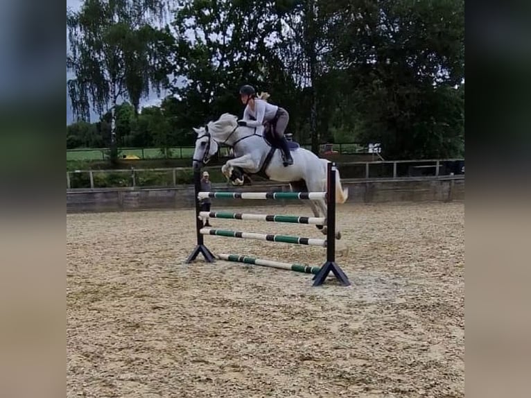 Bayerisches Warmblut Stute 15 Jahre 170 cm Schimmel in Freden (Leine)