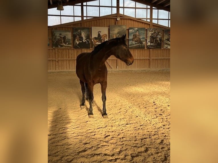 Bayerisches Warmblut Stute 15 Jahre 173 cm Brauner in Waischenfeld