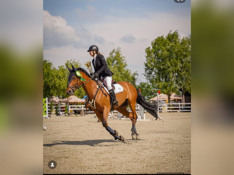 Bayerisches Warmblut Stute 16 Jahre 164 cm Brauner in Bra&#x15F;ov