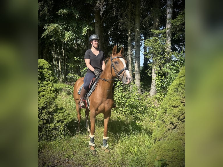 Bayerisches Warmblut Stute 16 Jahre 164 cm Fuchs in Pelmberg