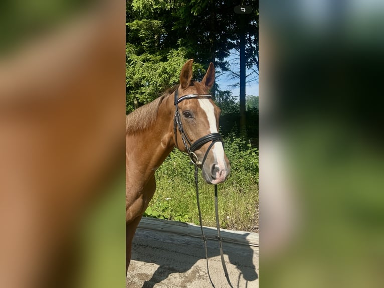 Bayerisches Warmblut Stute 16 Jahre 164 cm Fuchs in Pelmberg