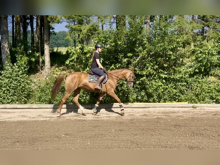 Bayerisches Warmblut Stute 16 Jahre 164 cm Fuchs in Pelmberg