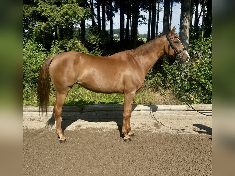 Bayerisches Warmblut Stute 16 Jahre 164 cm Fuchs in Pelmberg