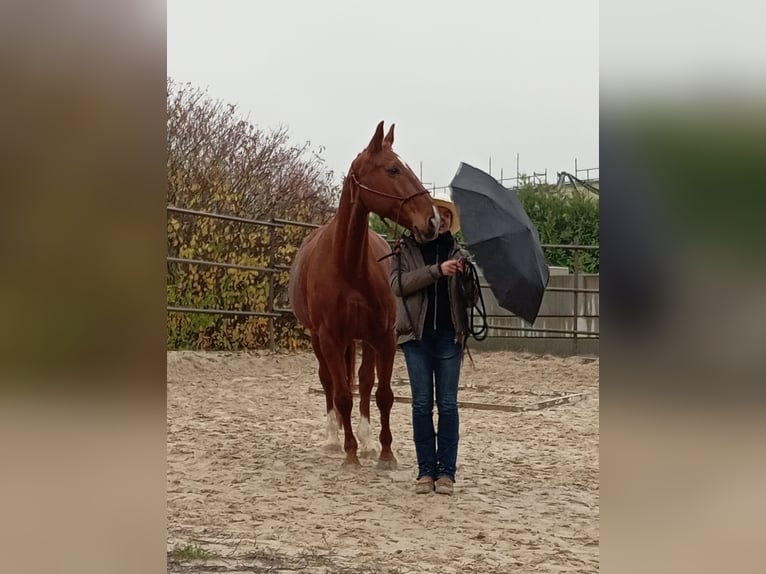 Bayerisches Warmblut Stute 16 Jahre 165 cm Fuchs in Bad Wimpfen