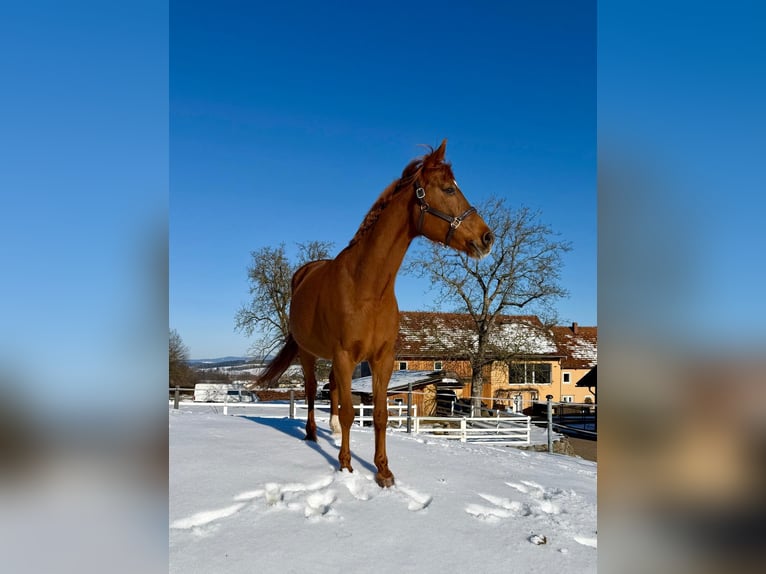 Bayerisches Warmblut Stute 16 Jahre 165 cm Fuchs in Zell an der Pram