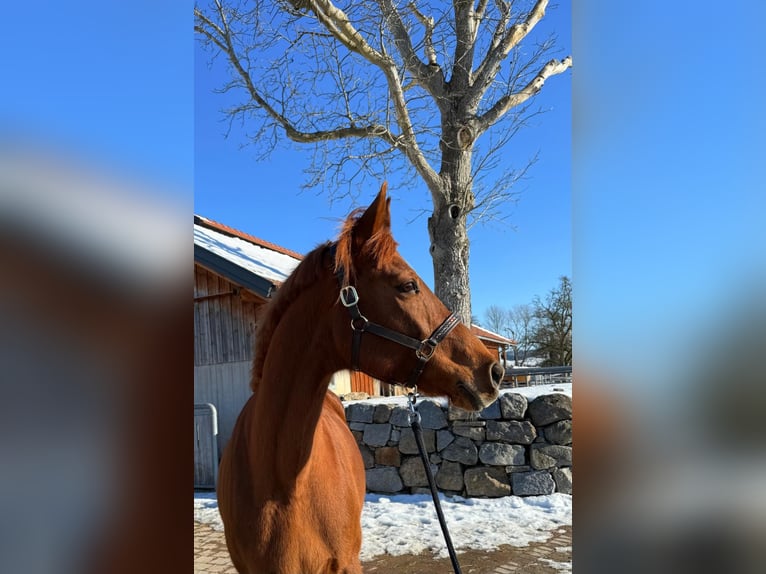 Bayerisches Warmblut Stute 16 Jahre 165 cm Fuchs in Zell an der Pram