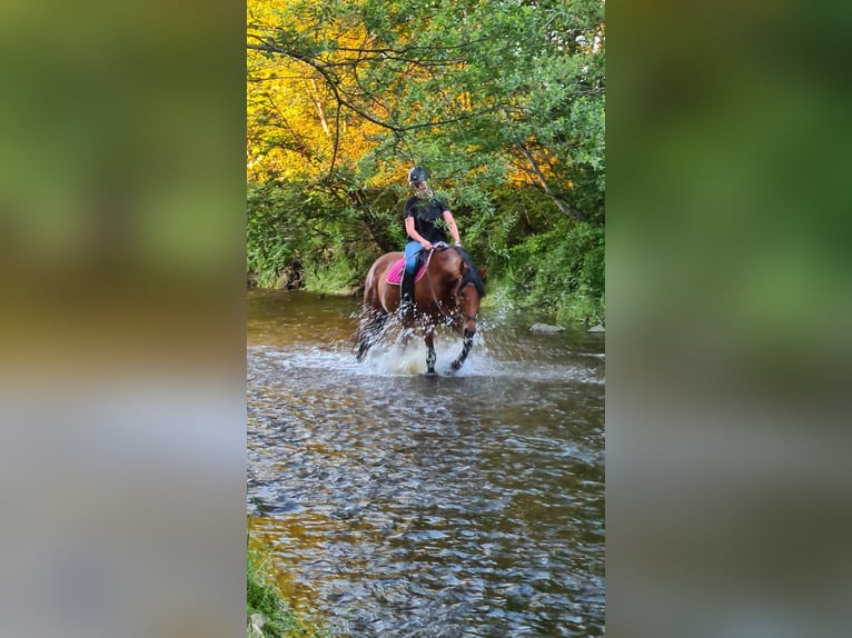 Bayerisches Warmblut Stute 16 Jahre 166 cm Brauner in Altenm&#xFC;nster