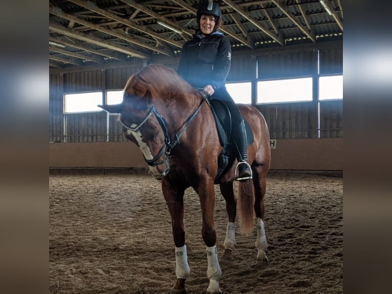 Bayerisches Warmblut Stute 16 Jahre 167 cm Fuchs in Illertissen