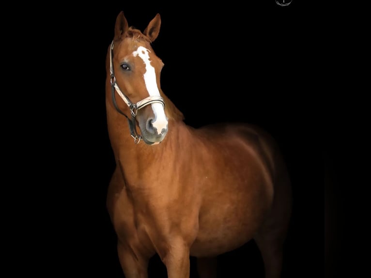 Bayerisches Warmblut Stute 16 Jahre 167 cm Fuchs in Illertissen