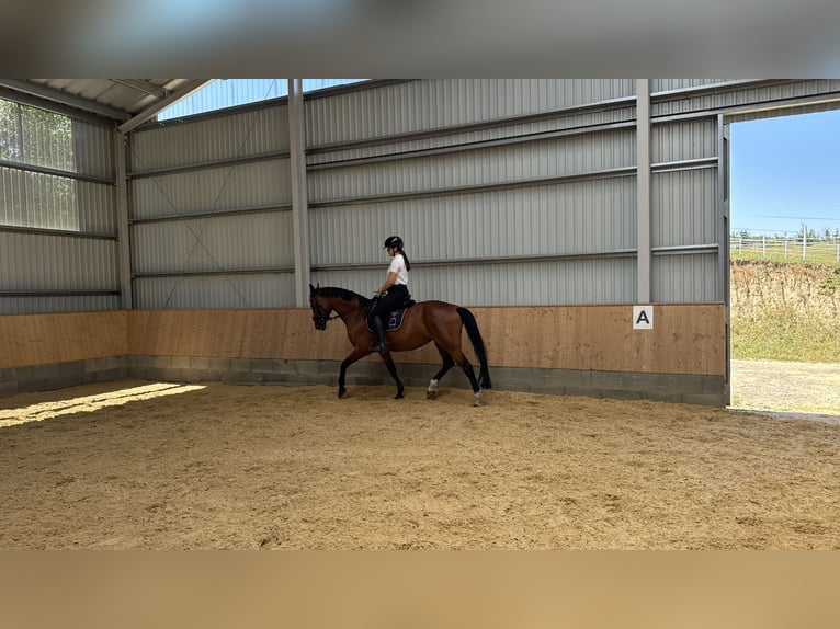 Bayerisches Warmblut Stute 16 Jahre 168 cm Brauner in Stockerau