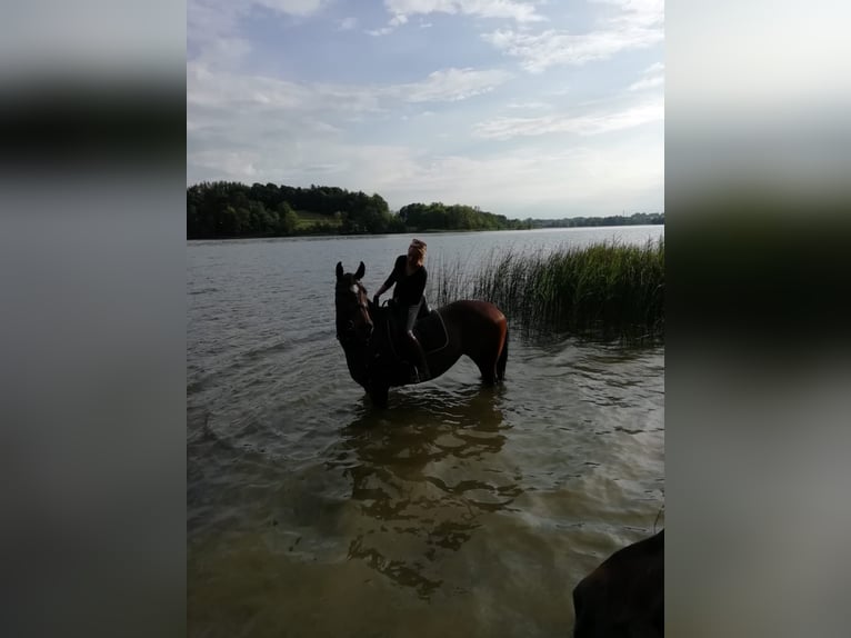 Bayerisches Warmblut Stute 16 Jahre 170 cm Brauner in Großweil