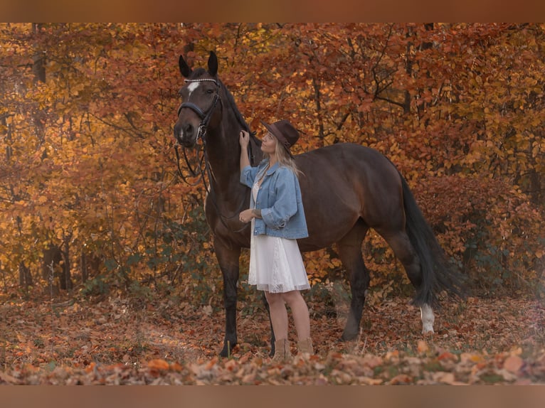 Bayerisches Warmblut Stute 16 Jahre 170 cm Brauner in Großweil