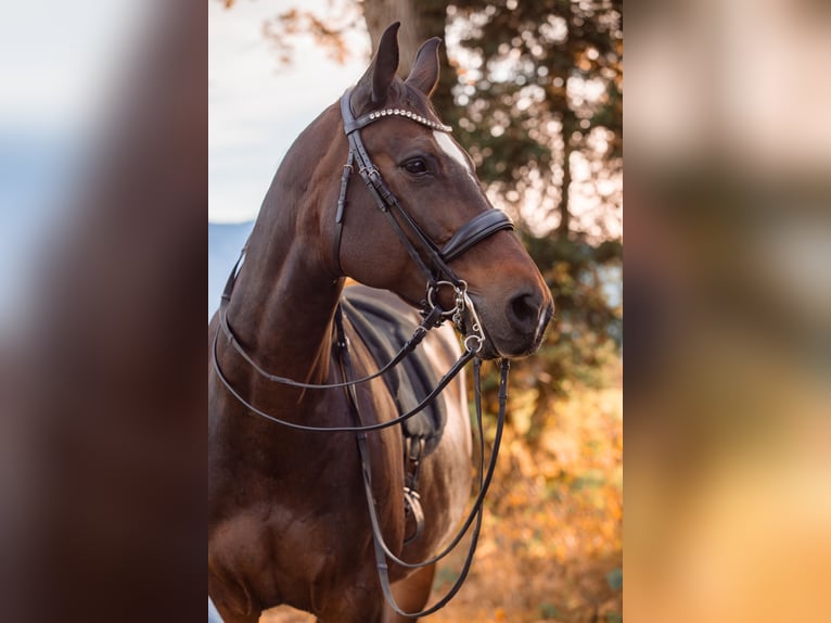 Bayerisches Warmblut Stute 16 Jahre 170 cm Brauner in Großweil