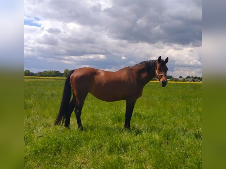 Bayerisches Warmblut Stute 16 Jahre 172 cm Brauner in Seester