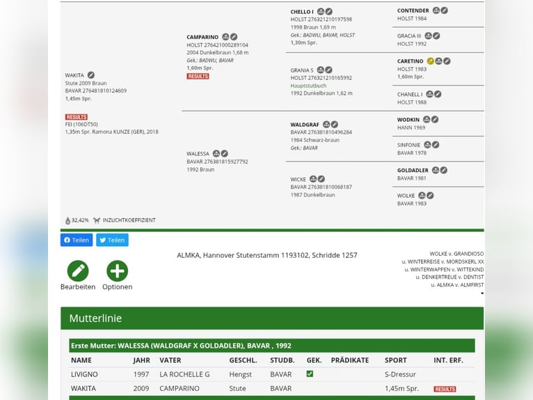 Bayerisches Warmblut Stute 16 Jahre 172 cm Brauner in Seester