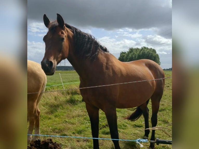 Bayerisches Warmblut Stute 16 Jahre 172 cm Brauner in Seester