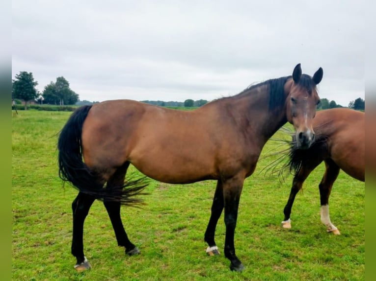 Bayerisches Warmblut Stute 16 Jahre 173 cm Brauner in Seester