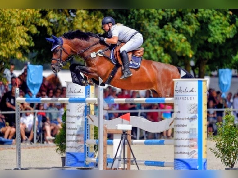 Bayerisches Warmblut Stute 16 Jahre 173 cm Brauner in Seester