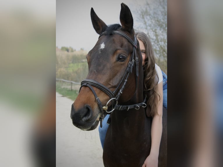 Bayerisches Warmblut Stute 17 Jahre 160 cm Dunkelbrauner in Engstingen