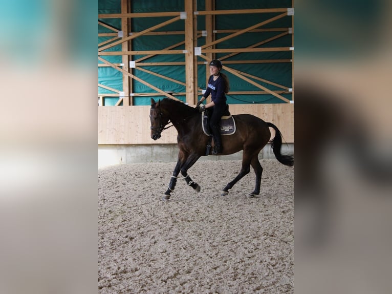 Bayerisches Warmblut Stute 17 Jahre 160 cm Dunkelbrauner in Engstingen