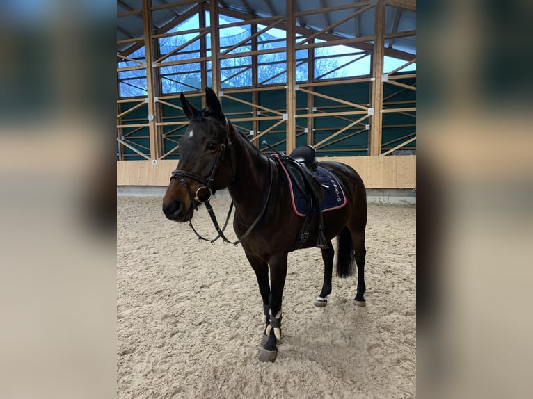 Bayerisches Warmblut Stute 17 Jahre 160 cm Dunkelbrauner in Engstingen