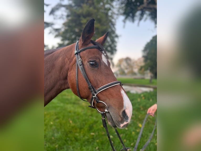 Bayerisches Warmblut Stute 17 Jahre 161 cm Brauner in Dachau
