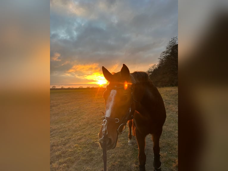 Bayerisches Warmblut Stute 17 Jahre 163 cm Fuchs in Sch&#xF6;nwalde-Glien
