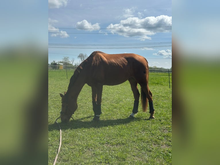 Bayerisches Warmblut Stute 17 Jahre 163 cm Fuchs in Sch&#xF6;nwalde-Glien