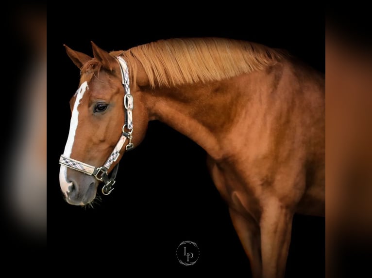 Bayerisches Warmblut Stute 17 Jahre 164 cm Fuchs in Altenstadt