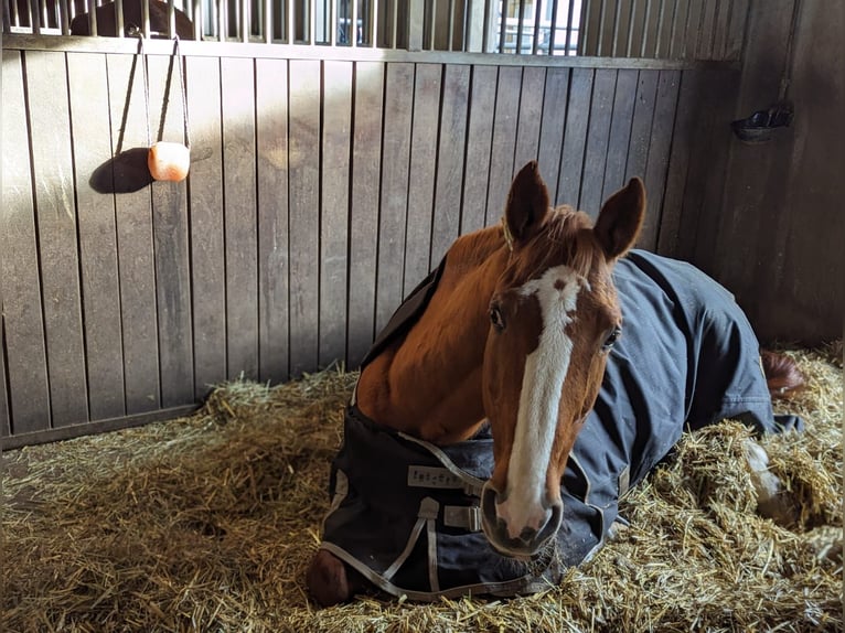 Bayerisches Warmblut Stute 17 Jahre 164 cm Fuchs in Altenstadt