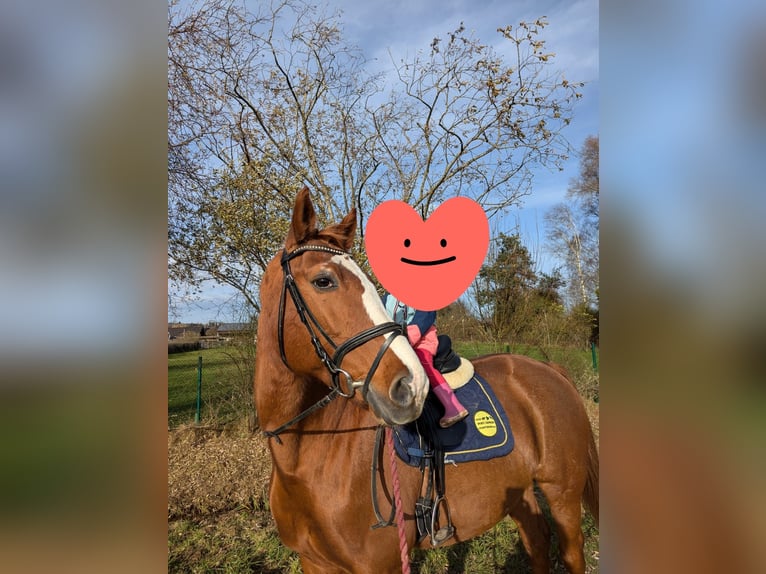 Bayerisches Warmblut Stute 17 Jahre 164 cm Fuchs in Altenstadt