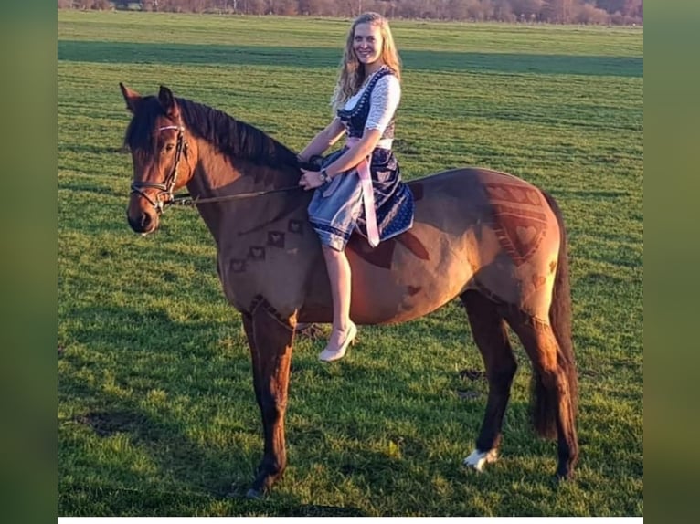 Bayerisches Warmblut Stute 17 Jahre 166 cm Brauner in Altenmünster