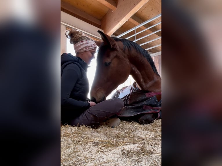 Bayerisches Warmblut Stute 17 Jahre 166 cm Brauner in Altenmünster